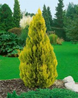 Thuja occidentalis Jantar 40- 60 cm