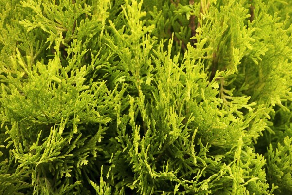 Thuja occidentalis Jantar mB 60- 80 cm