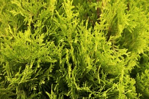 Thuja occidentalis Jantar mB 80- 100 cm