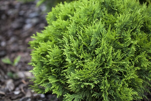 Thuja occidentalis Mecki  15- 20 cm