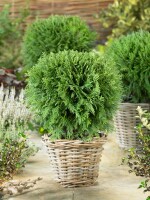 Thuja occidentalis Mecki  15- 20 cm