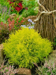 Thuja occidentalis Rheingold 15-20 cm