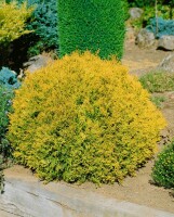 Thuja occidentalis Rheingold 15-20 cm