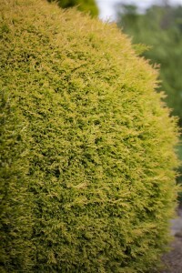 Thuja occidentalis Rheingold mb 40-50 cm