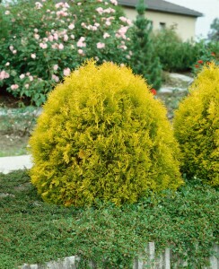 Thuja occidentalis Rheingold mb 40-50 cm