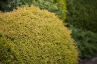 Thuja occidentalis Rheingold mb 40-50 cm