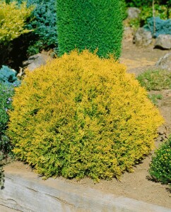 Thuja occidentalis Rheingold mb 70-80 cm