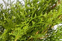 Thuja occidentalis Smaragd Form Toskana 3xv mB 80- 100 cm kräftig