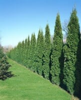 Thuja occidentalis Smaragd Form Toskana 3xv mB 80- 100 cm kräftig