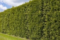 Thuja occidentalis Smaragd Form Toskana 3xv mB 80- 100 cm kräftig