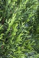 Thuja occidentalis Smaragd Form Toskana 3xv mB 80- 100 cm kräftig