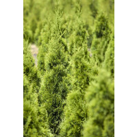 Thuja occidentalis Smaragd Kugel 3xv mB 40- 50 cm