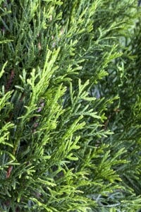 Thuja occidentalis Smaragd Spirale 100- 125 cm