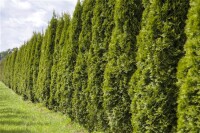 Thuja occidentalis Smaragd Spirale 100- 125 cm