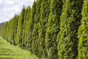 Thuja occidentalis Smaragd Spirale 125- 150 cm