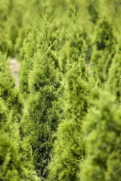 Thuja occidentalis Smaragd Torwächter schlank Deko C20 120-140