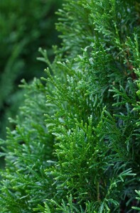 Thuja occidentalis Smaragd Torwächter schlank Deko C20 120-140