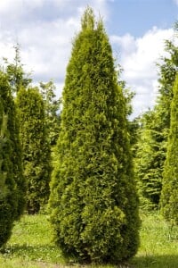 Thuja occidentalis Smaragd Torwächter schlank Deko C20 120-140