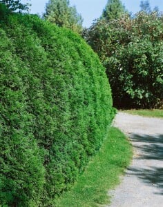 Thuja occidentalis Smaragd Torwächter schlank Deko C20 120-140