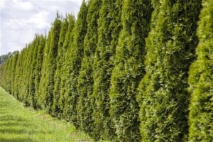 Thuja occidentalis Smaragd Torwächter schlank Deko C20 120-140