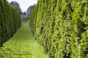 Thuja occidentalis Smaragd Torwächter schlank Deko C20 120-140