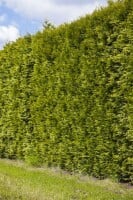 Thuja occidentalis Smaragd Torwächter XXL Deko C40 160-180