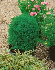 Thuja occidentalis Teddy 15- 20 cm