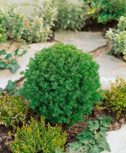 Thuja occidentalis Teddy 15- 20 cm