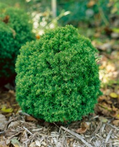 Thuja occidentalis Teddy 15- 20 cm