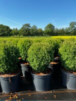 Thuja occidentalis Teddy 15- 20 cm