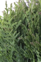 Thuja occidentalis Teddy 15- 20 cm