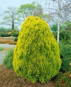 Thuja orientalis Aurea Nana 30- 40 cm