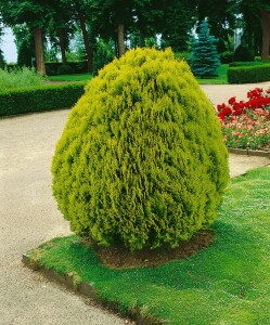 Thuja orientalis Aurea Nana 30- 40 cm