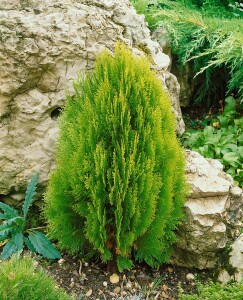 Thuja orientalis Aurea Nana 30- 40 cm