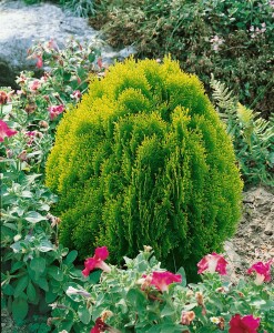 Thuja orientalis Aurea Nana 30- 40 cm