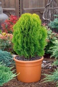 Thuja orientalis Aurea Nana 30- 40 cm