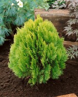 Thuja orientalis Aurea Nana 30- 40 cm