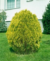 Thuja orientalis Aurea Nana 30- 40 cm