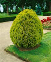 Thuja orientalis Aurea Nana 30- 40 cm