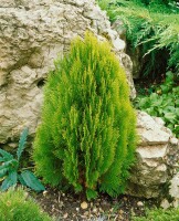 Thuja orientalis Aurea Nana 30- 40 cm