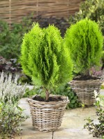 Thuja orientalis Aurea Nana 30- 40 cm