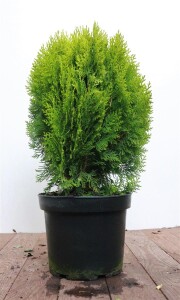 Thuja orientalis Aurea Nana 40- 50 cm