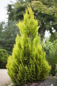 Thuja plicata 4ever Goldy 3xv mB 40- 60 cm