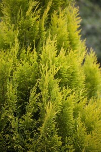 Thuja plicata 4ever Goldy 3xv mB 40- 60 cm