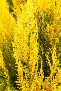 Thuja plicata 4ever Goldy 3xv mB 40- 60 cm