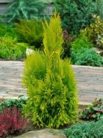 Thuja plicata 4ever Goldy 3xv mB 40- 60 cm