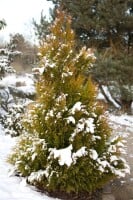 Thuja plicata 4ever Goldy 3xv mB 40- 60 cm