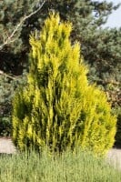 Thuja plicata 4ever Goldy 3xv mB 40- 60 cm