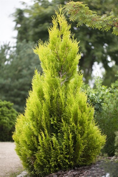 Thuja plicata 4ever Goldy 80- 100 cm