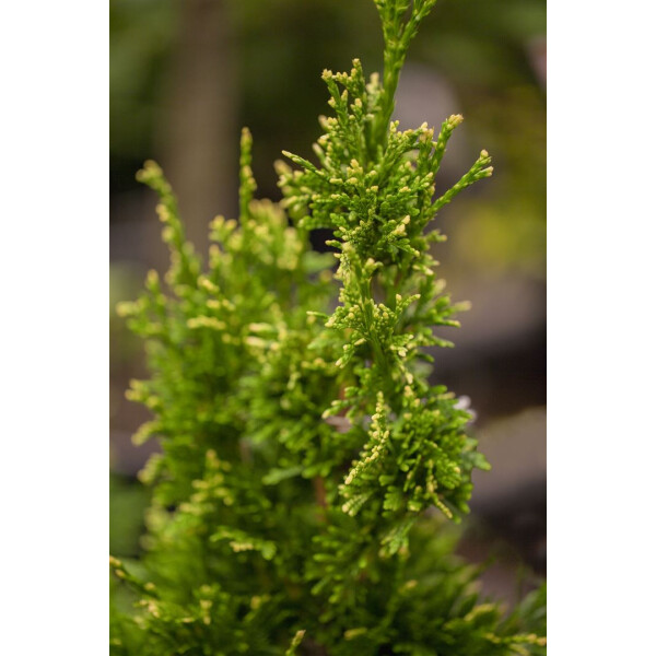 Thuja plicata Aurescens mB 60-80
